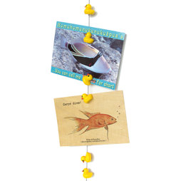 FL-07, Cordón para fotos Ducky 1${dec}5 m, con lazo y peso de acero, incluye 8 patitos magnéticos